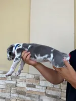 ZEUS #6, a male Great Dane for sale in Laredo, TX – 8 of 10