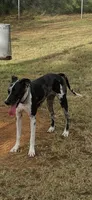 IRIS #8, a female Great Dane for sale in Laredo, TX – 7 of 8