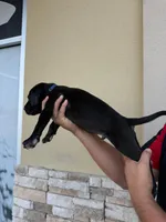 ROCCO #9, a male Great Dane for sale in Laredo, TX – 8 of 10