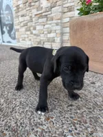 ROCCO #9, a male Great Dane for sale in Laredo, TX – 2 of 10