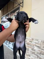 TITAN #7, a male Great Dane for sale in Laredo, TX – 6 of 9