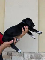 MAXIMUS #2, a male Great Dane for sale in Laredo, TX – 7 of 9