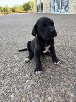 ROMEO #3, a male Great Dane for sale in Laredo, TX – 2 of 10