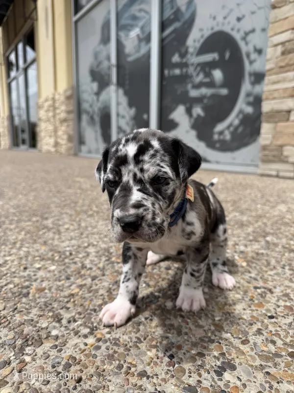 ORION #5 – Great Dane puppy for sale in Laredo, TX