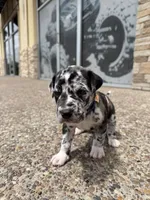 ORION #5, a male Great Dane for sale in Laredo, TX – 1 of 10
