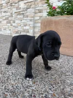 ROCCO #9, a male Great Dane for sale in Laredo, TX – 6 of 10