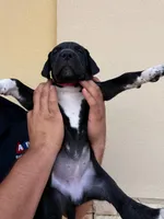 NYX (GODDESS OF NIGHT) #4, a female Great Dane for sale in Laredo, TX – 5 of 10