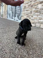 ROCCO #9, a male Great Dane for sale in Laredo, TX – 4 of 10