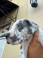 ZEUS #6, a male Great Dane for sale in Laredo, TX – 4 of 10