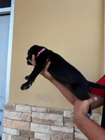 IRIS #8, a female Great Dane for sale in Laredo, TX – 4 of 8