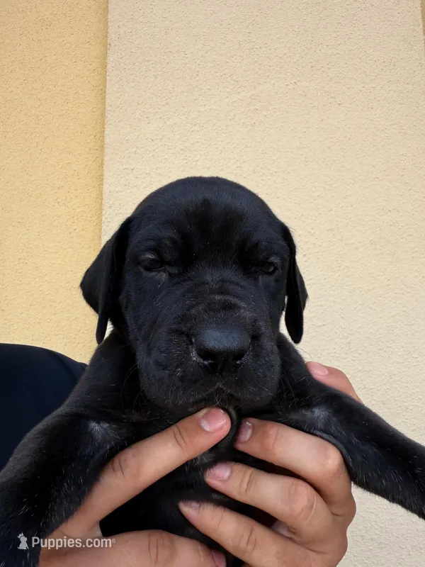 ATHENA #1 – Great Dane puppy for sale in Laredo, TX