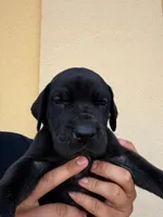 ATHENA #1, a female Great Dane for sale in Laredo, TX – 1 of 10