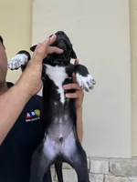 MAXIMUS #2, a male Great Dane for sale in Laredo, TX – 5 of 9