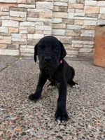 IRIS #8, a female Great Dane for sale in Laredo, TX – 2 of 8