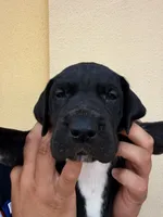 NYX (GODDESS OF NIGHT) #4, a female Great Dane for sale in Laredo, TX – 4 of 10