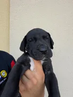 MAXIMUS #2, a male Great Dane for sale in Laredo, TX – 3 of 9