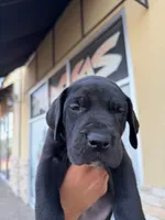 TITAN #7, a male Great Dane for sale in Laredo, TX – 4 of 9