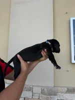 ROCCO #9, a male Great Dane for sale in Laredo, TX – 3 of 10