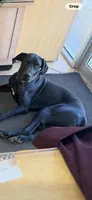 ROMEO #3, a male Great Dane for sale in Laredo, TX – 10 of 10