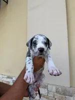 ZEUS #6, a male Great Dane for sale in Laredo, TX – 3 of 10