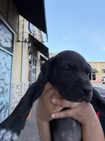 TITAN #7, a male Great Dane for sale in Laredo, TX – 3 of 9