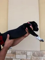 NYX (GODDESS OF NIGHT) #4, a female Great Dane for sale in Laredo, TX – 8 of 10
