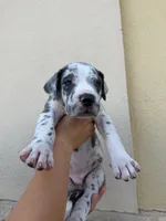 ZEUS #6, a male Great Dane for sale in Laredo, TX – 1 of 10