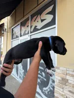 TITAN #7, a male Great Dane for sale in Laredo, TX – 5 of 9