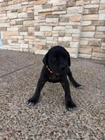 ATHENA #1, a female Great Dane for sale in Laredo, TX – 4 of 10