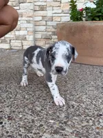 ZEUS #6, a male Great Dane for sale in Laredo, TX – 5 of 10