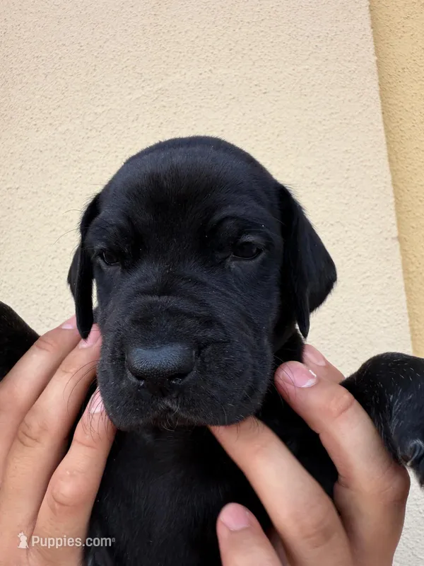 IRIS #8 – Great Dane puppy for sale in Laredo, TX