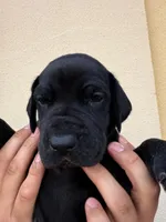 IRIS #8, a female Great Dane for sale in Laredo, TX – 1 of 8