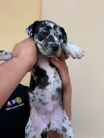 ORION #5, a male Great Dane for sale in Laredo, TX – 6 of 10
