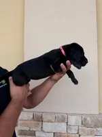 IRIS #8, a female Great Dane for sale in Laredo, TX – 6 of 8