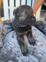 Blue Collar, a male German Shepherd Dog for sale in Corona, CA – Photo 5 of 5