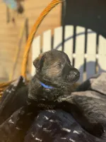 Blue Collar, a male German Shepherd Dog for sale in Corona, CA – Photo 3 of 5