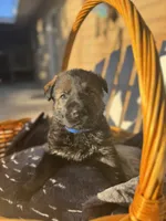 Blue Collar, a male German Shepherd Dog for sale in Corona, CA – Photo 2 of 5