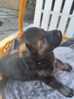Blue Collar, a male German Shepherd Dog for sale in Corona, CA – Photo 4 of 5