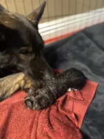 Blue Collar, a male German Shepherd Dog for sale in Corona, CA – Photo 1 of 5