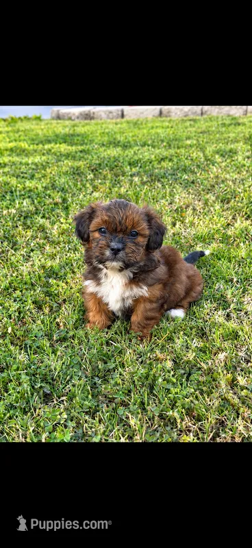 Bella – Shih Tzu puppy for sale in Visalia, CA