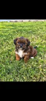 Duke, a male Shih Tzu for sale in Visalia, CA – 2 of 2