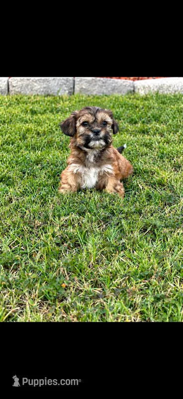 Lucy – Shih Tzu puppy for sale in Visalia, CA