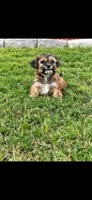 Lucy, a female Shih Tzu for sale in Visalia, CA – 1 of 1