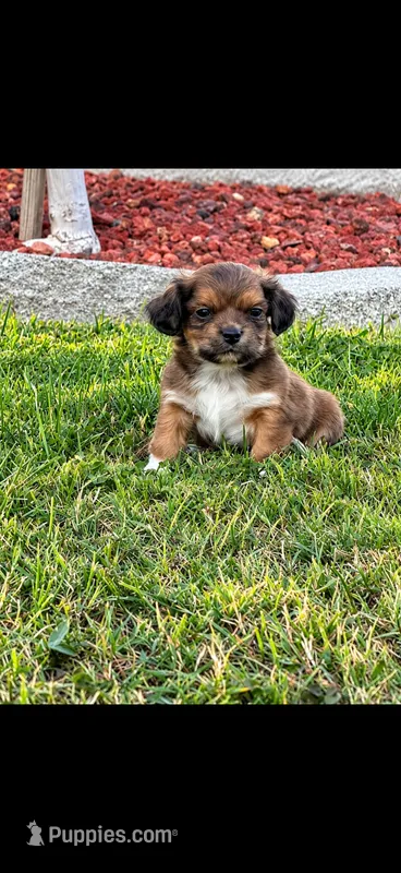 Duke – Shih Tzu puppy for sale in Visalia, CA