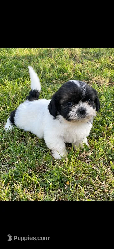 Rosie  – Shih Tzu puppy for sale in Visalia, CA