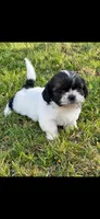 Rosie , a female Shih Tzu for sale in Visalia, CA – 1 of 1