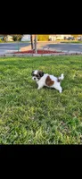 Jewels , a female Shih Tzu for sale in Visalia, CA – 2 of 2