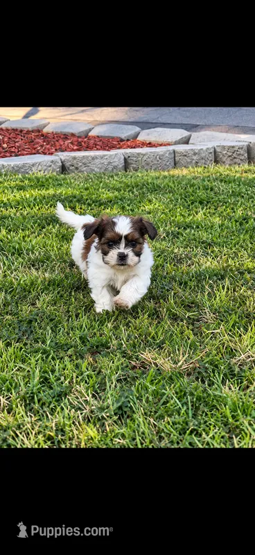 Jewels  – Shih Tzu puppy for sale in Visalia, CA