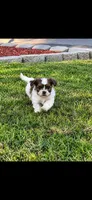 Jewels , a female Shih Tzu for sale in Visalia, CA – 1 of 2