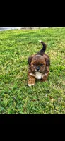 Bella, a female Shih Tzu for sale in Visalia, CA – 2 of 2